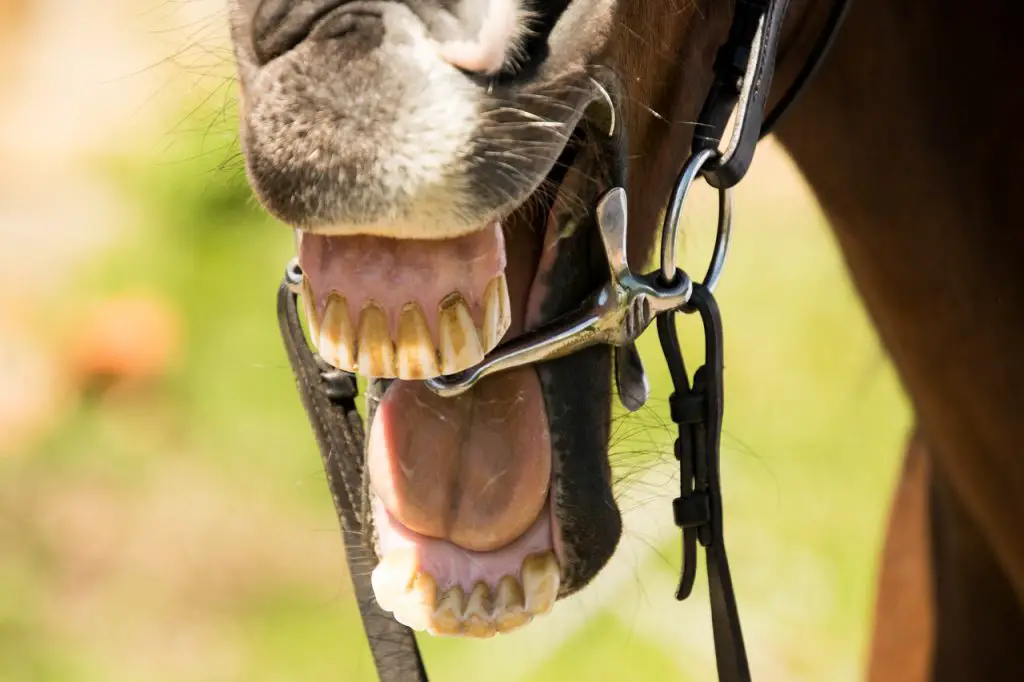 Quidding and Teeth Dysfunction in Old Horses