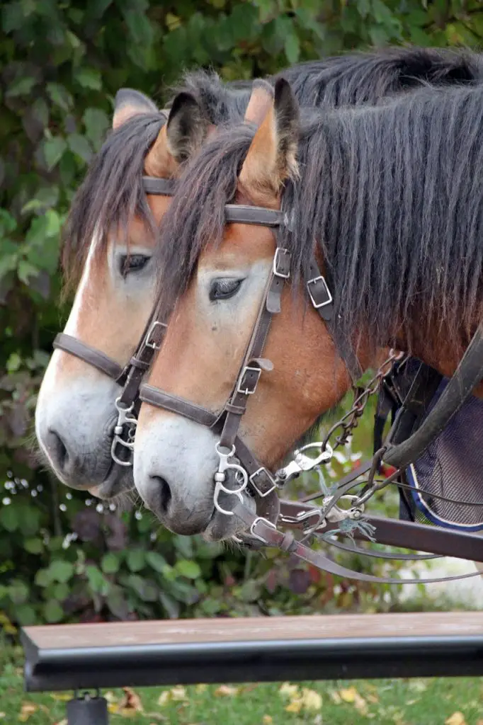 Can Horses Have Twins?