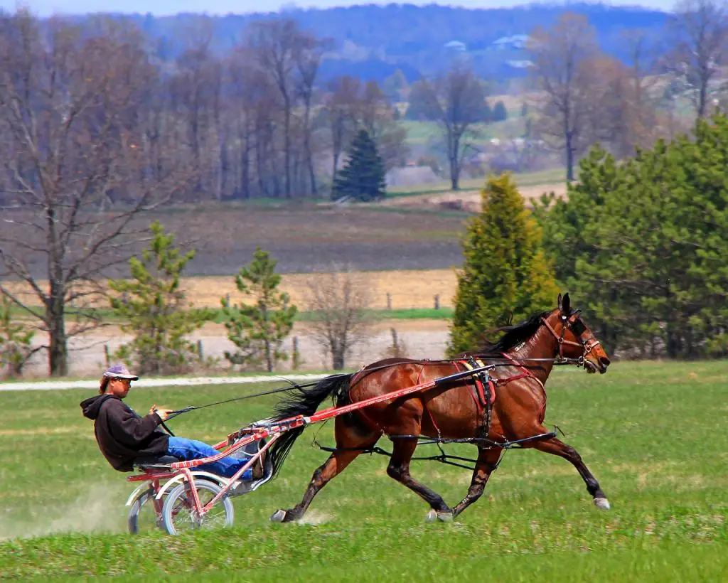 Horse’s Pacing