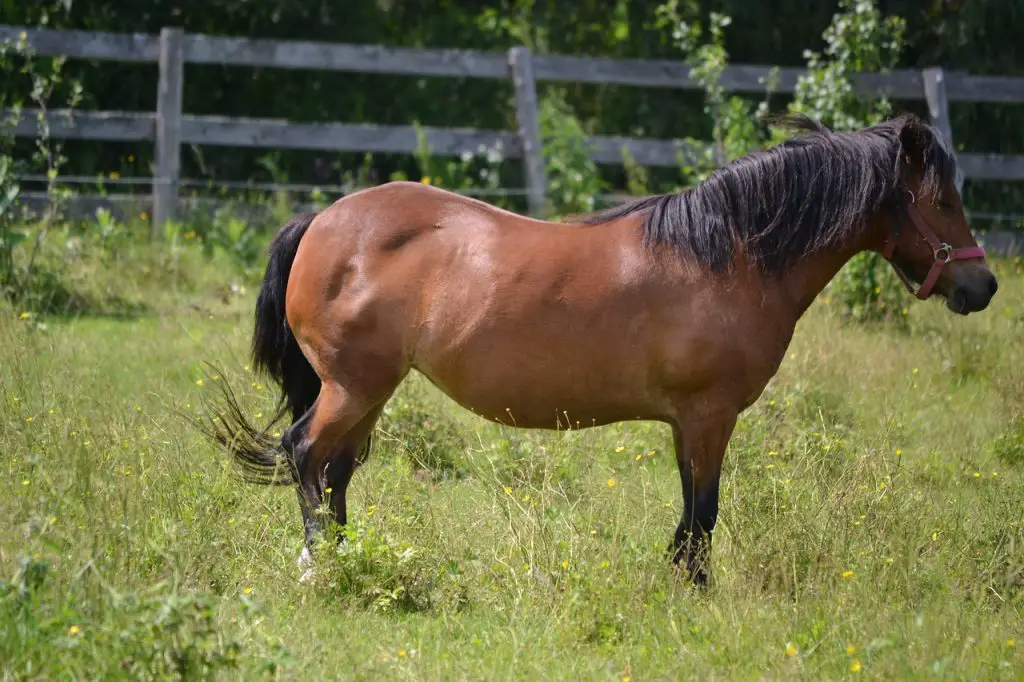 Horses Power Naps