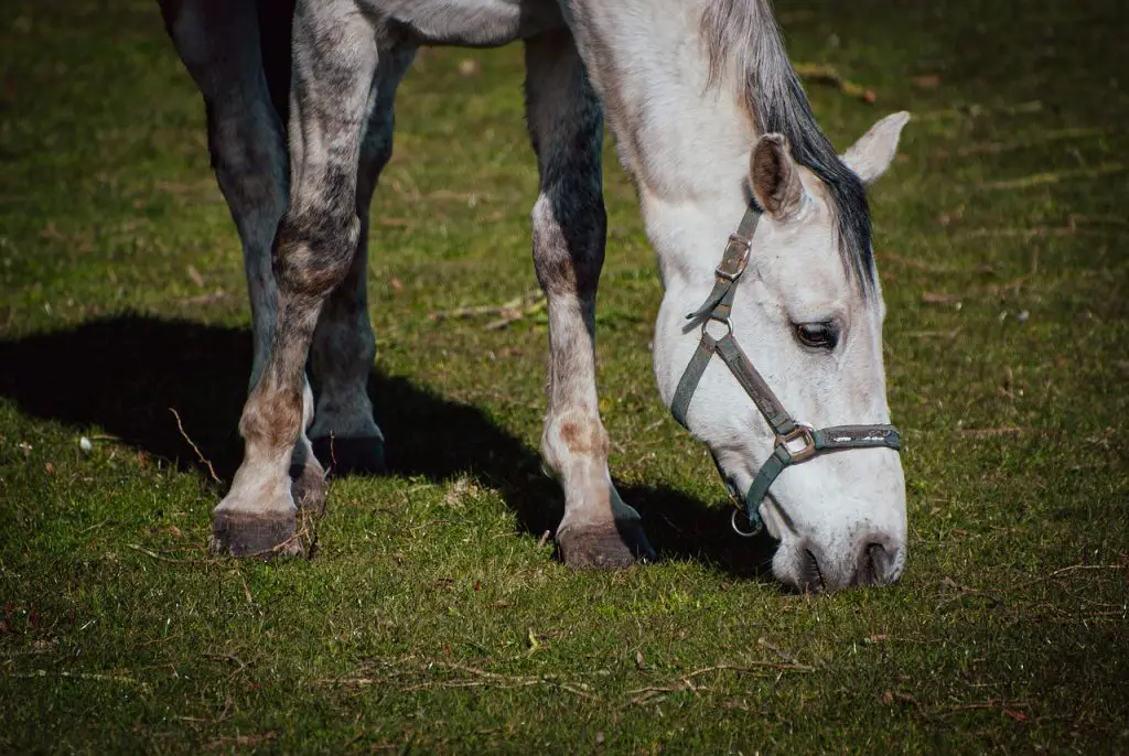 Elbow Swelling in Horses