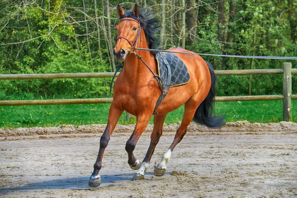 Bringing horses back into work