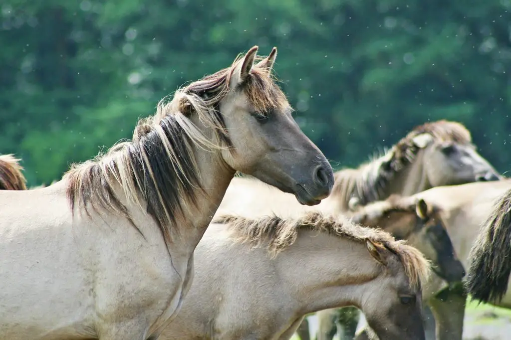 Dangerous Horse Breed