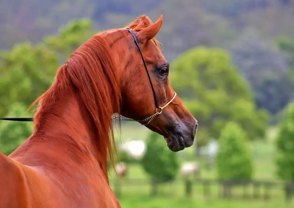 Chestnut Horse