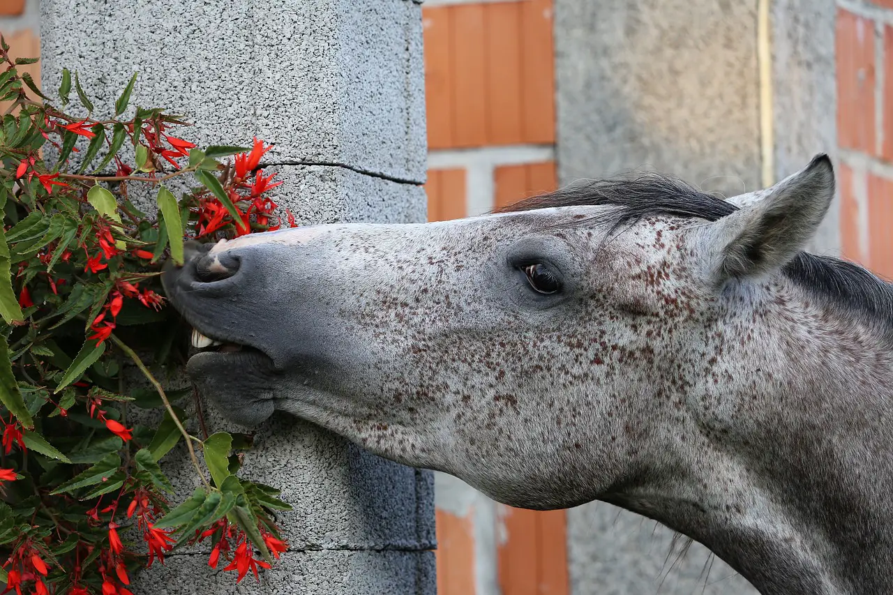 Foods You Should Never Feed Your Horse
