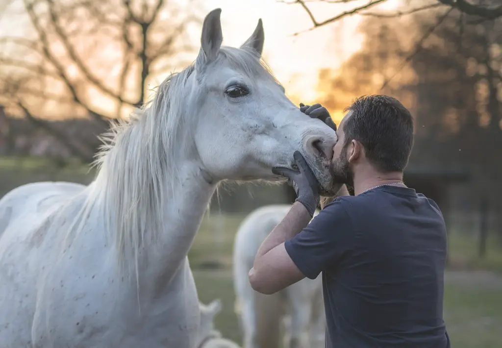 Safety Rules to Follow Around Horses