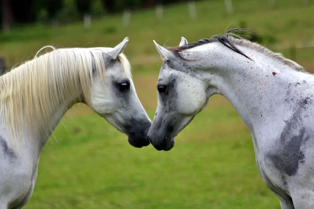 Grulla Horse