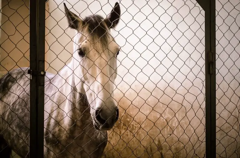 Ins and Outs of Temporary Horse Fencing