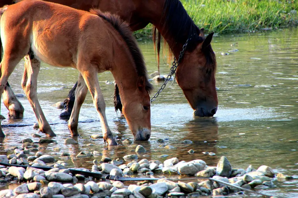 Horse's Water Intake