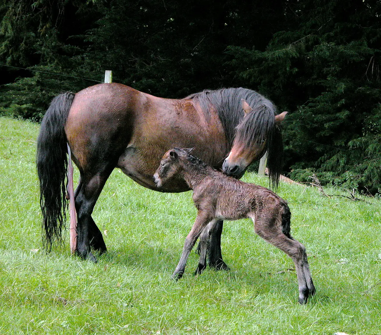 How Long It Takes a Horse to Give Birth