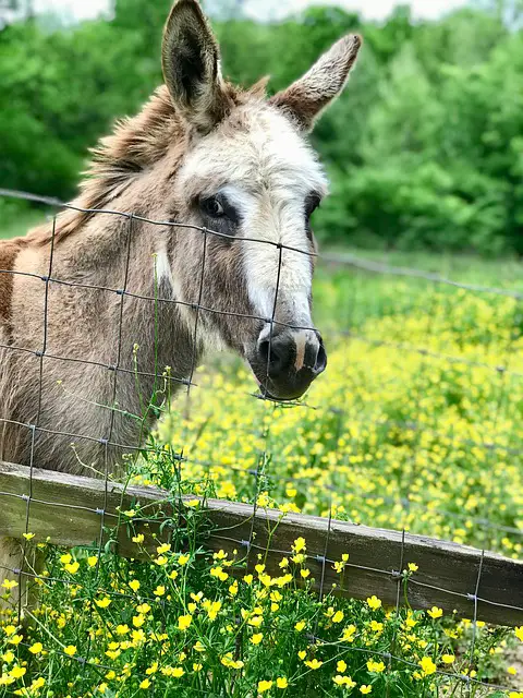 Why is a Donkey Called a Jackass