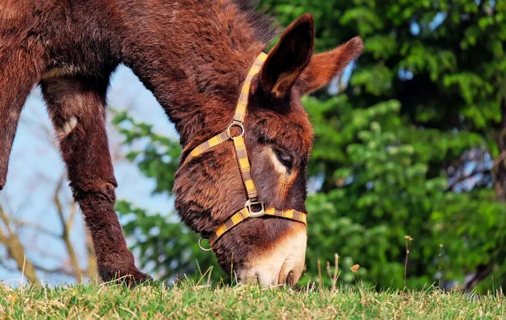 Donkey vs. Mule vs. Hinny