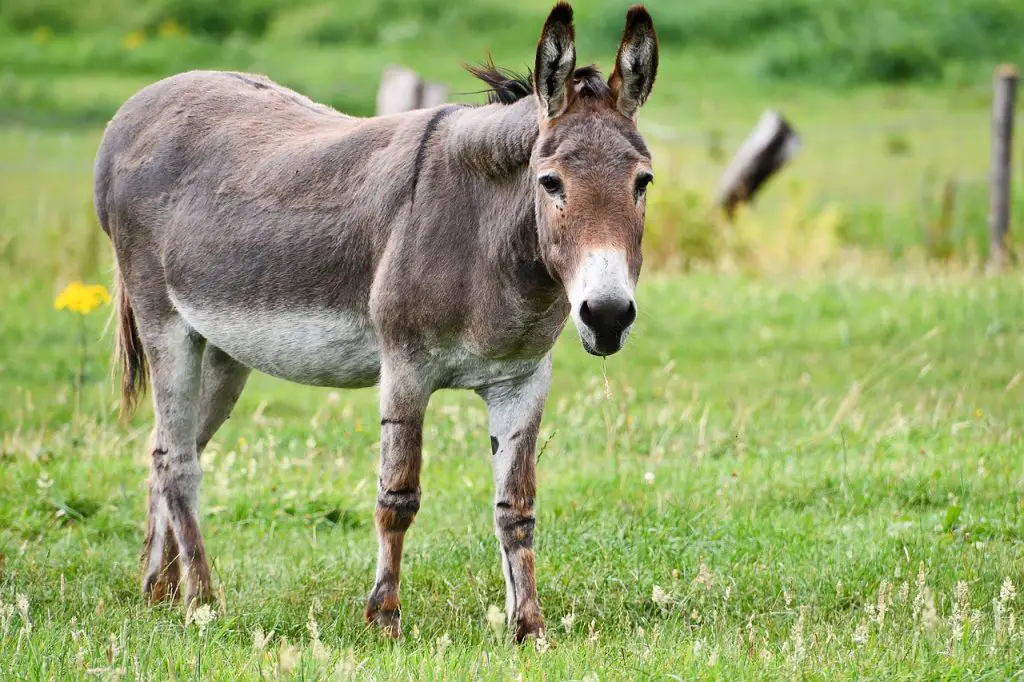 Can Donkeys Reproduce