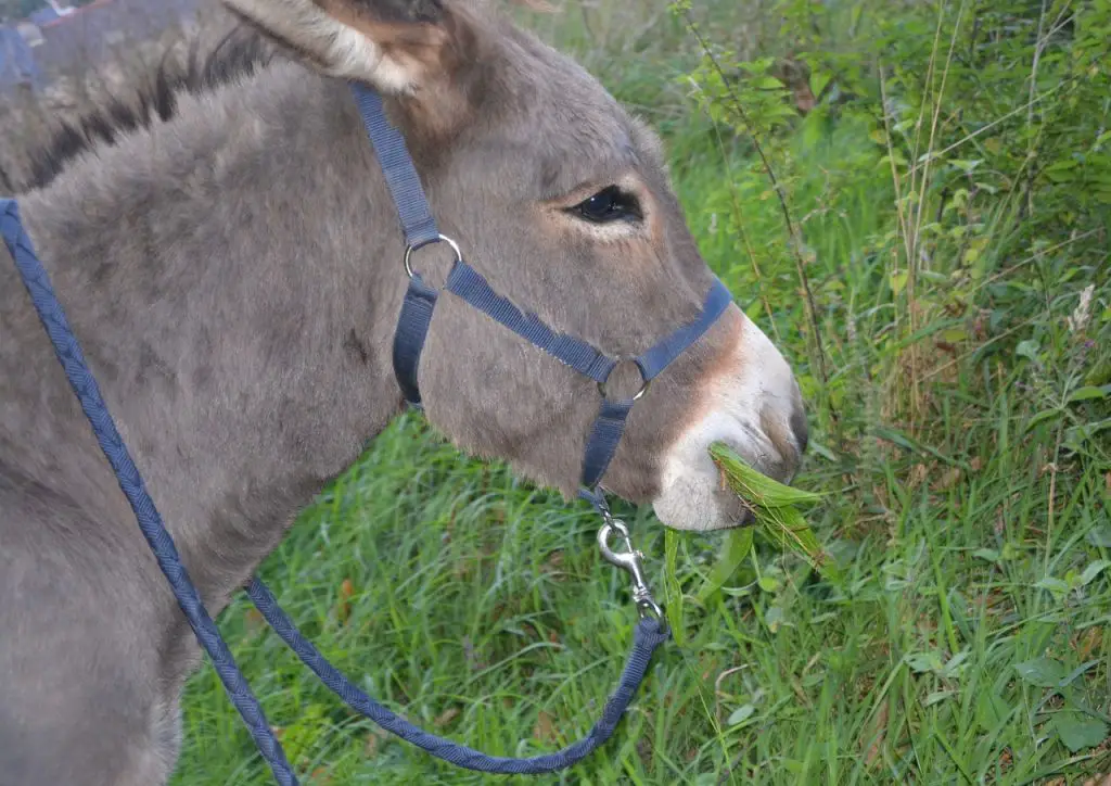 What Do Donkeys Eat