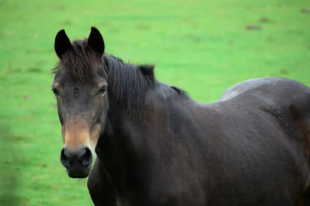 Lyme Disease in Horses