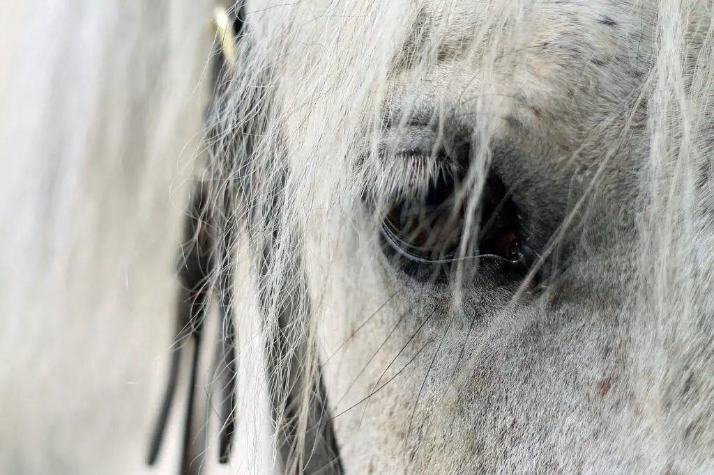  Depression in Horses.