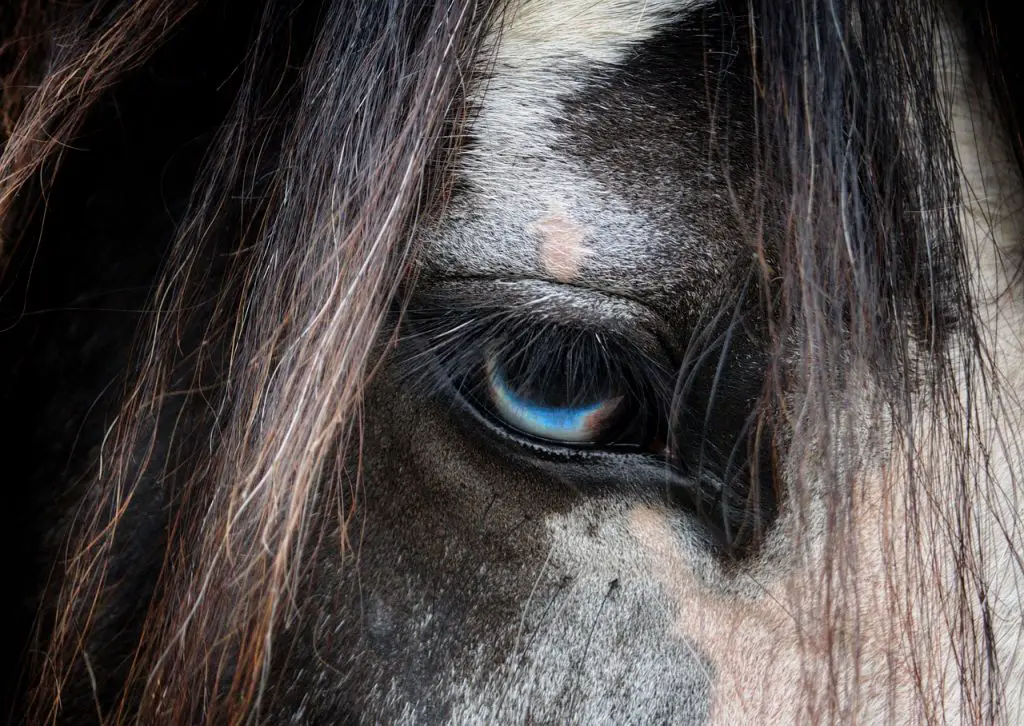 Blue Eyes in Horses
