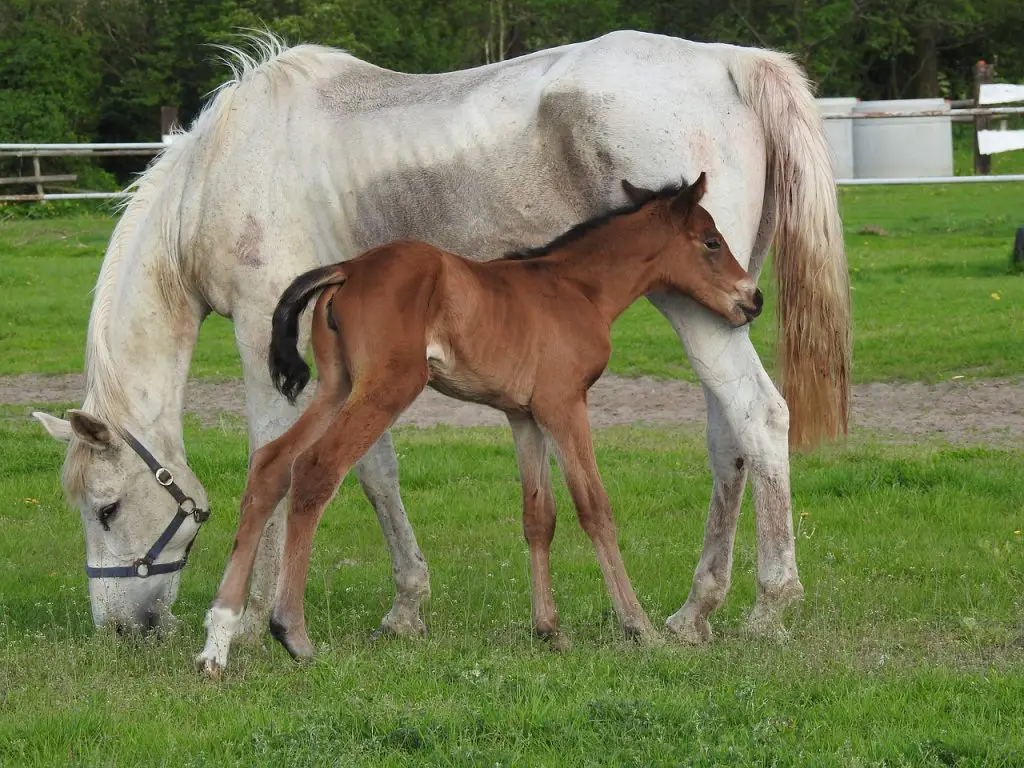 Signs of Imminent Foaling in Mares