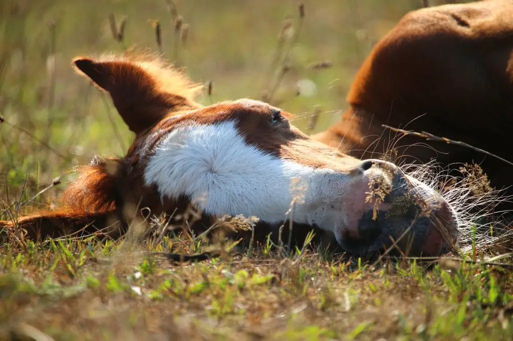 What to Do With a Dead Horse