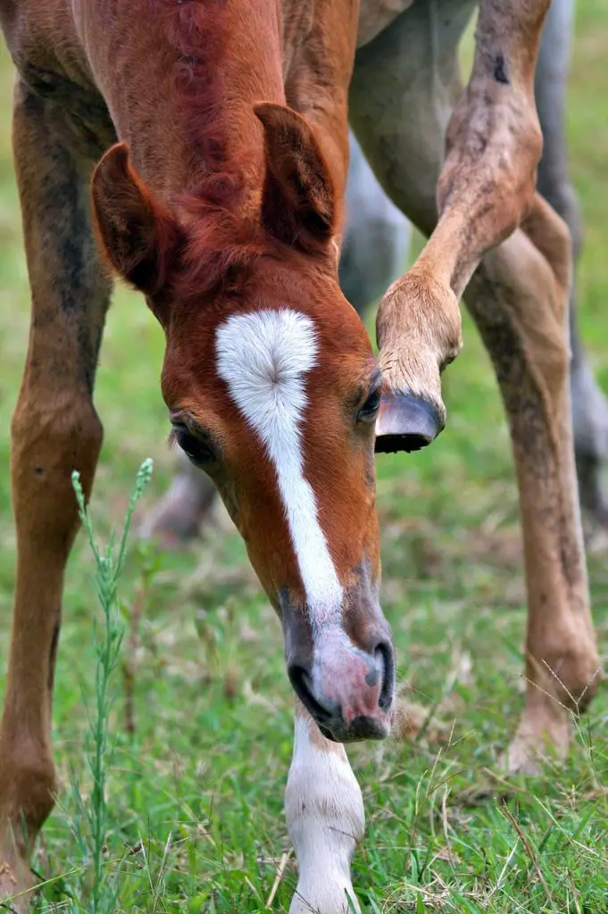 Why Can’t a Horse Live With Three Legs