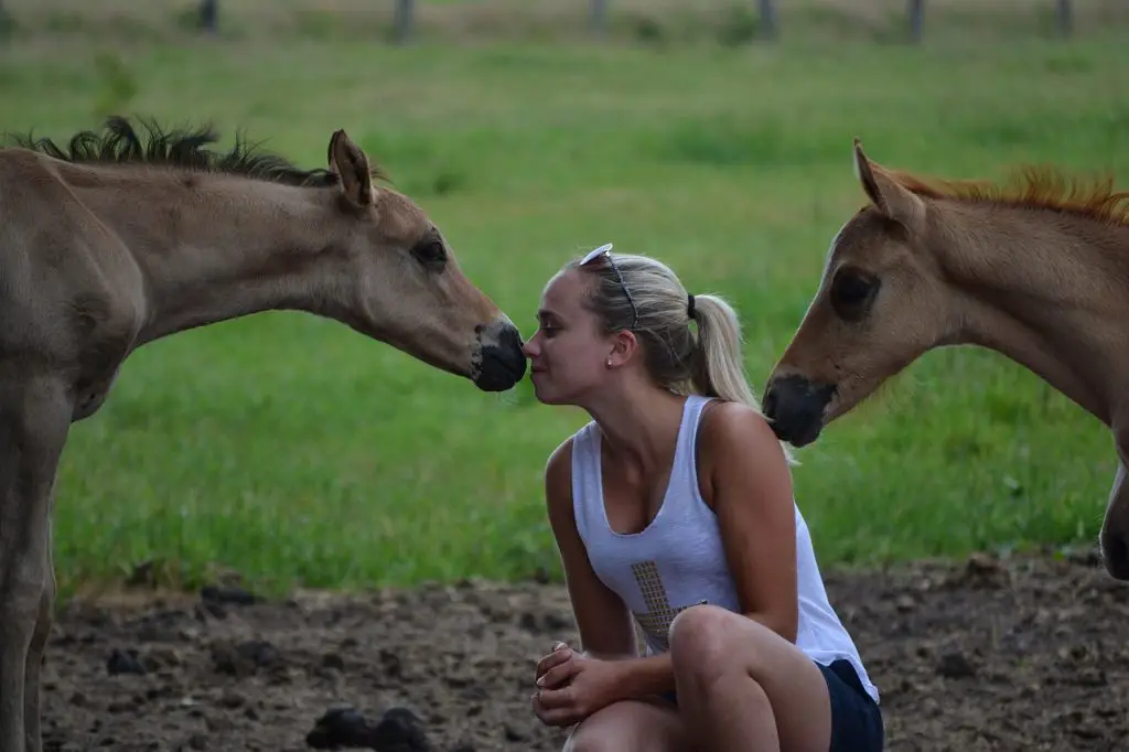 Ways To Know Your Horse Trusts You