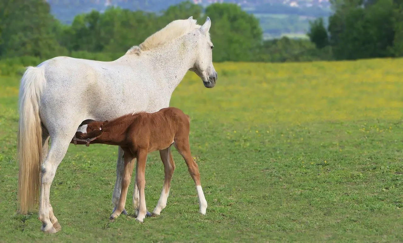 Do Baby Horses Change Color as They Age