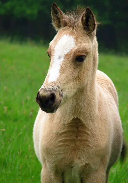 Can A Pony Carry