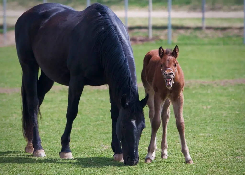 Colt, Gelding, Mare, Filly & Stallion