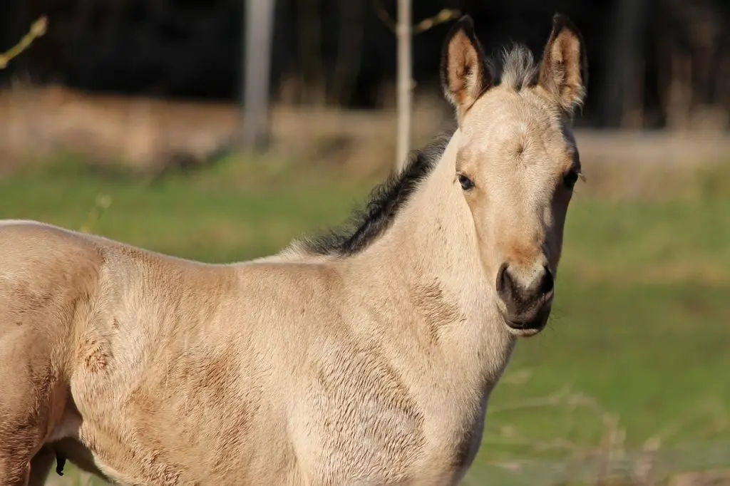 Facts About Buckskin Horses