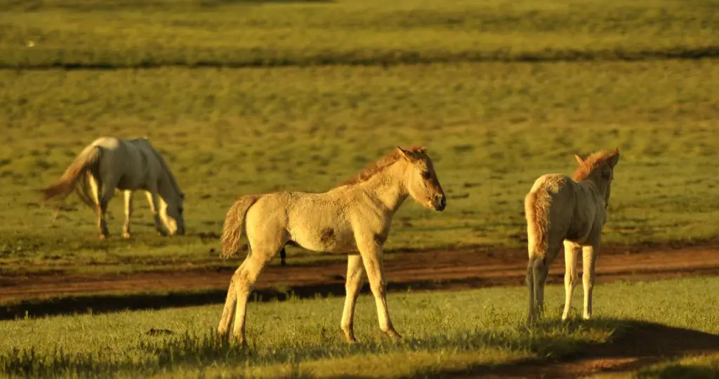 What is a Male Horse Called?