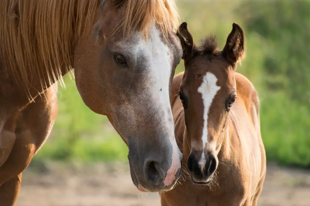 American Paint Horse