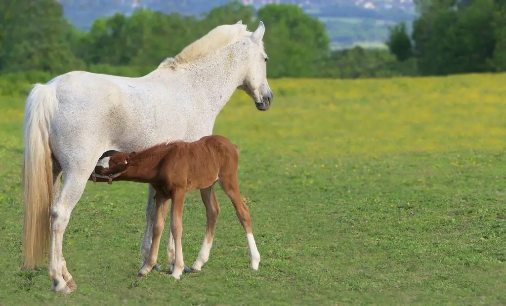 Do Horses Have Nipples?