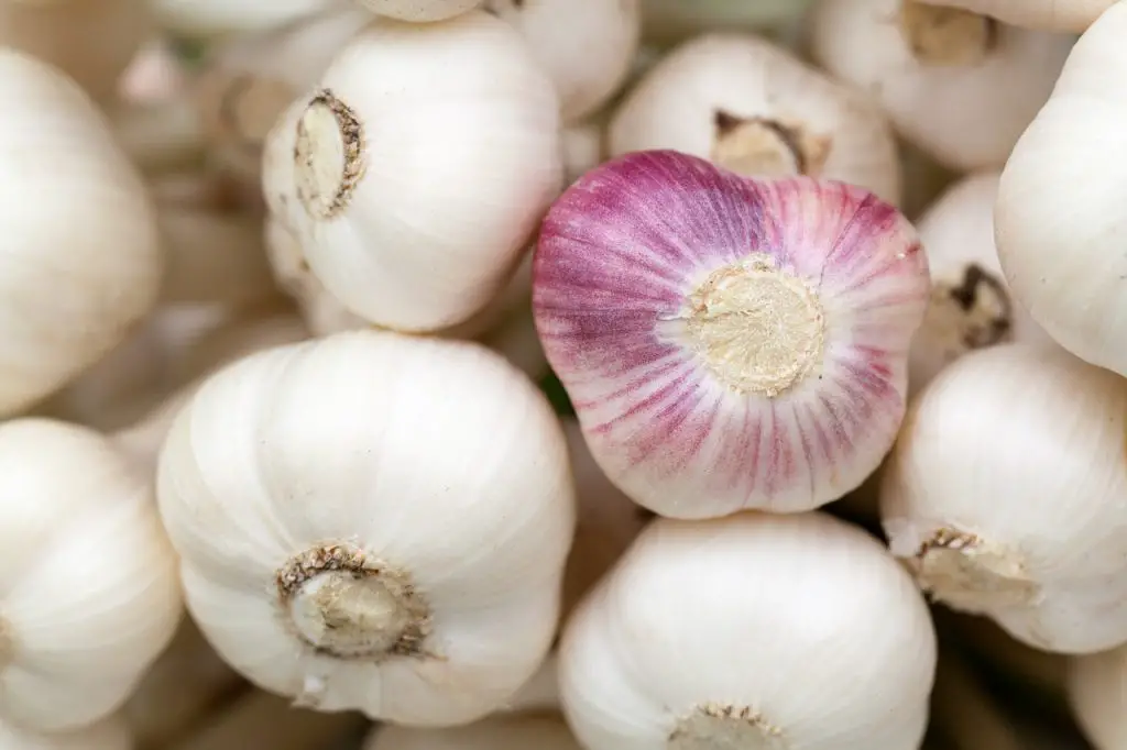 Horse Garlic to Repel Insects