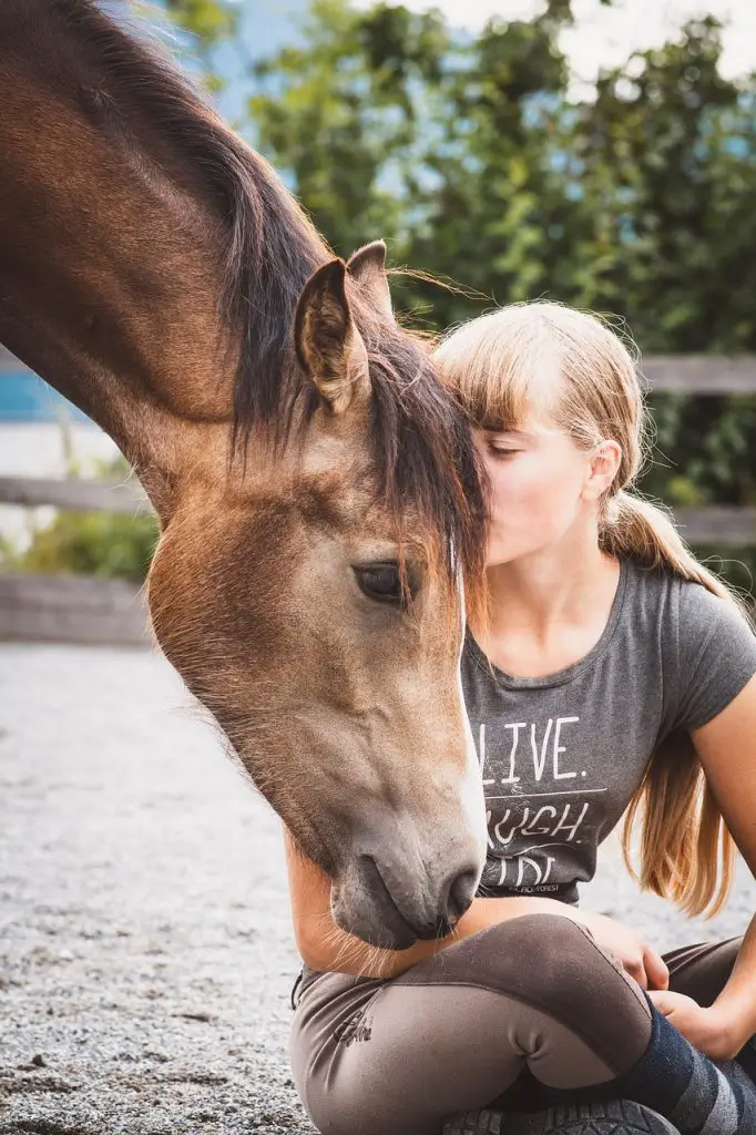 Ways Horses Show Affection to Humans