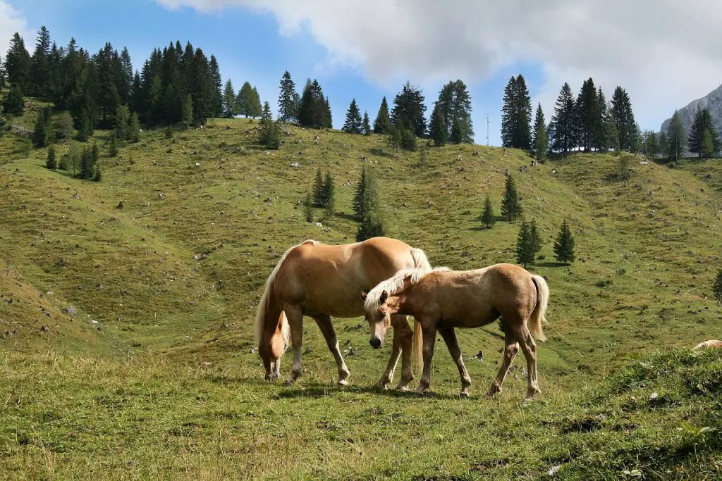 The Importance of Magnesium in Horse Diets