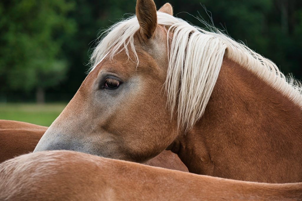 Pull Your Horse's Mane