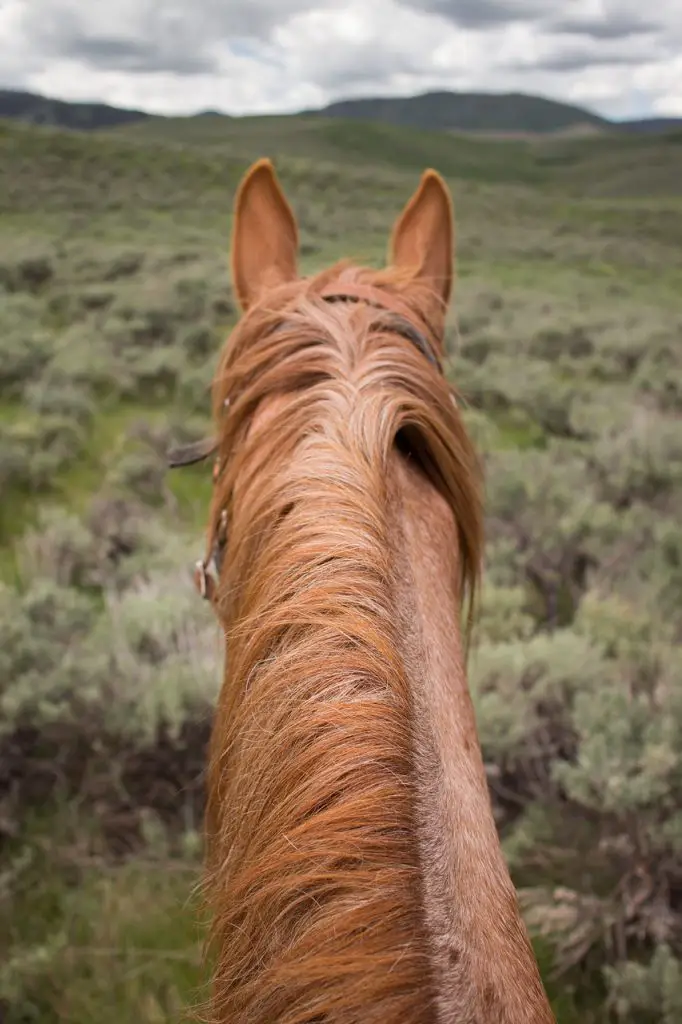 A Guide to Clipping Your Horse