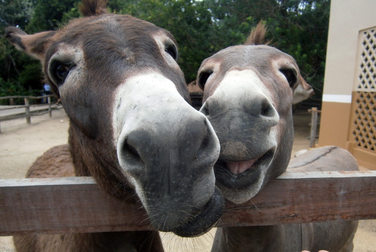 Can Donkeys Laugh