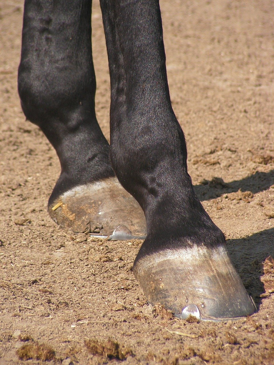 Swollen Leg Horses