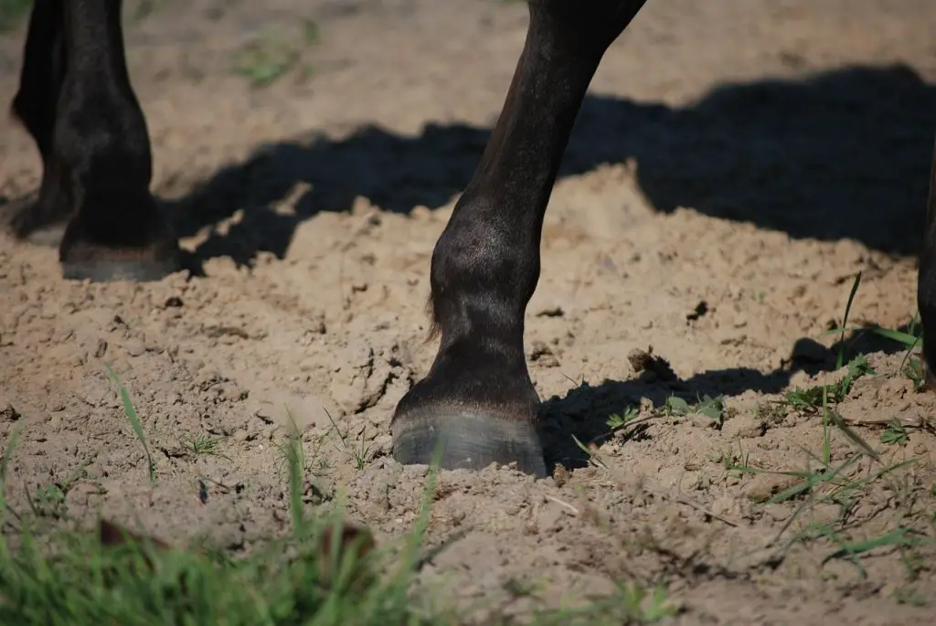 Why Does My Horse Drag His Hind Feet?