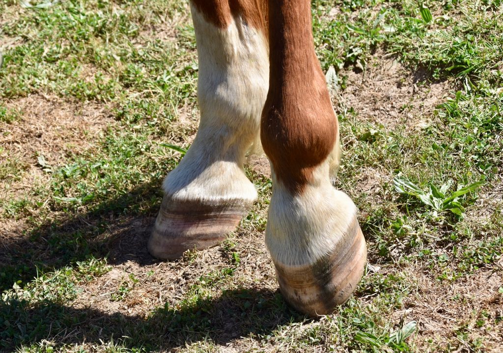 Hock Problems in Horses