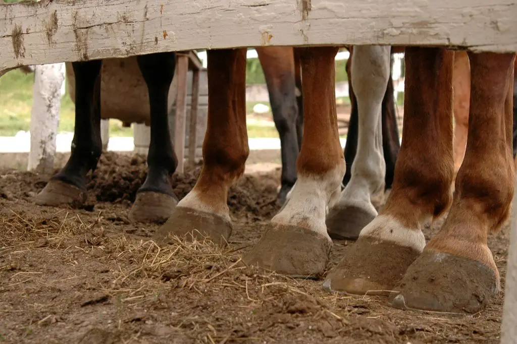 Understanding a Degloved Horse Hoof