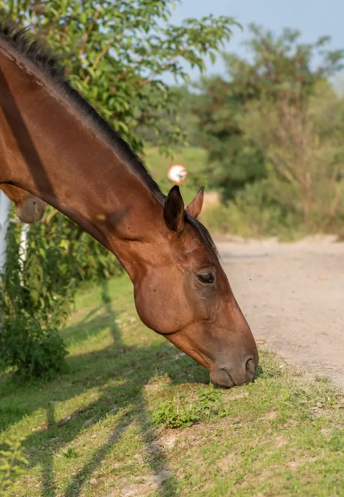 Equine Neck Threadworms