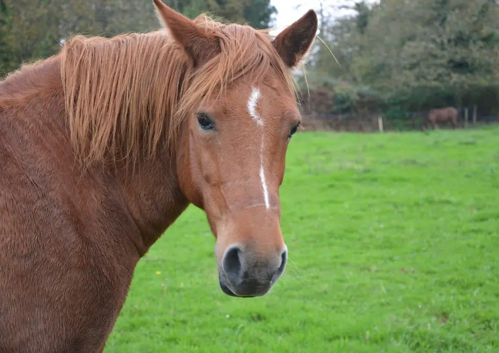 mare pins her ears