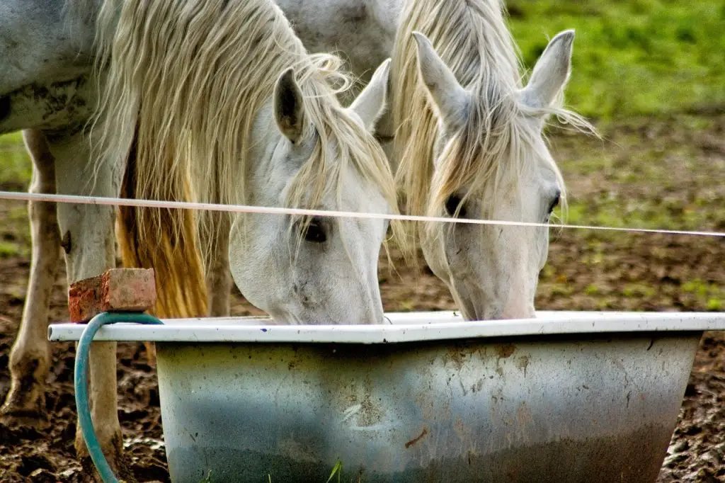 Feeding Oil to Horses