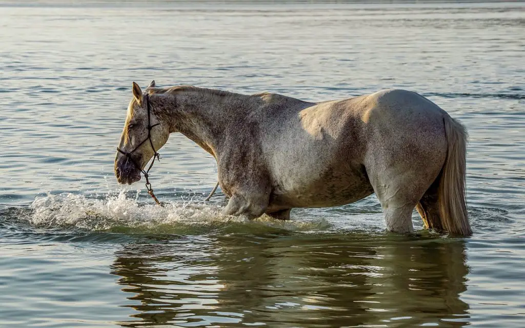 Horse Sweating