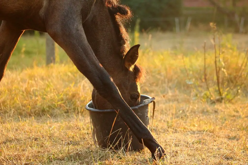 Gastric Health of Horses