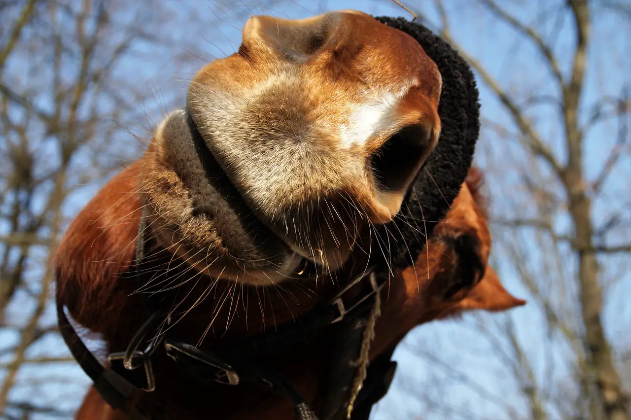 What Does It Mean When A Horse Lips You?