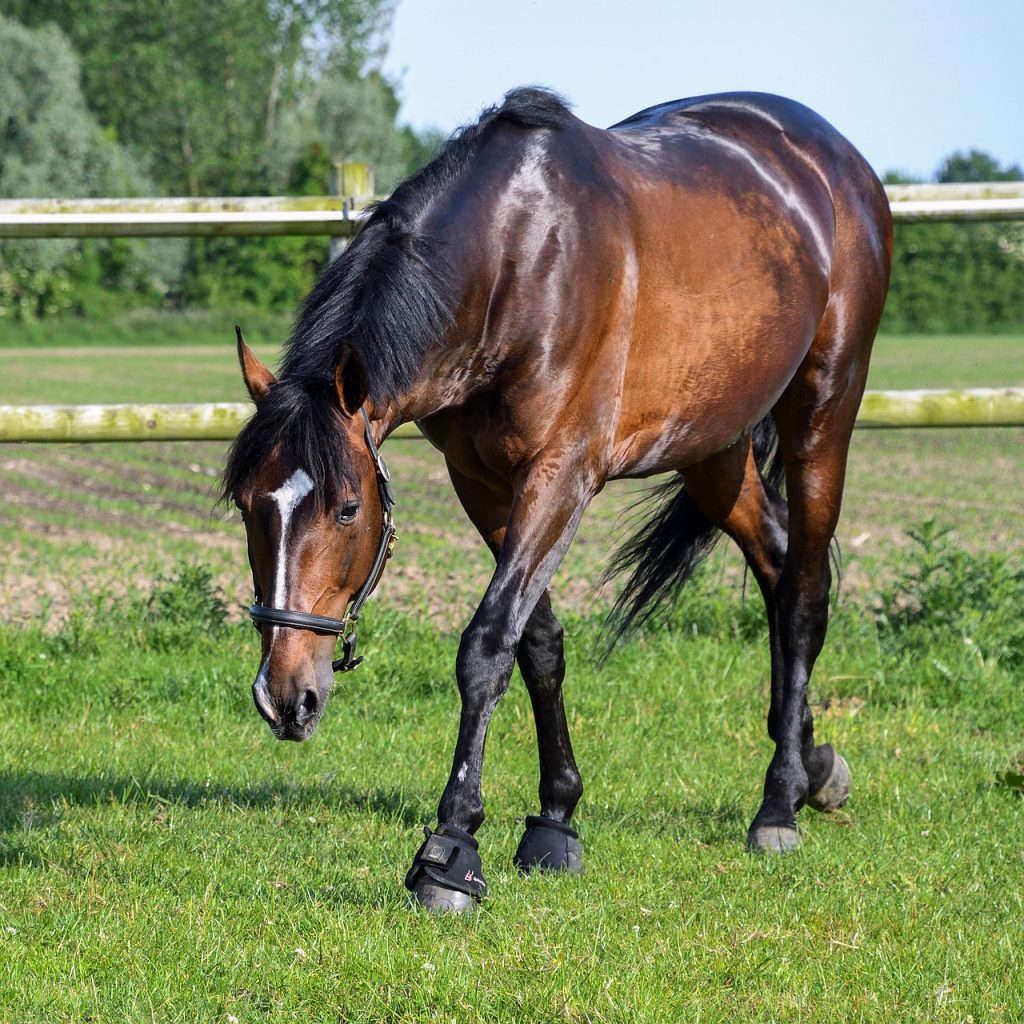 Horse Splints