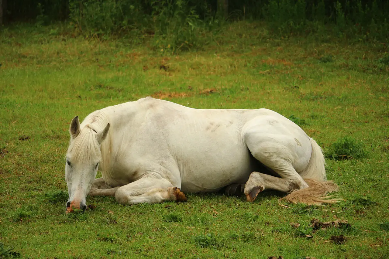 The Scoop on Horse Colic and Poop